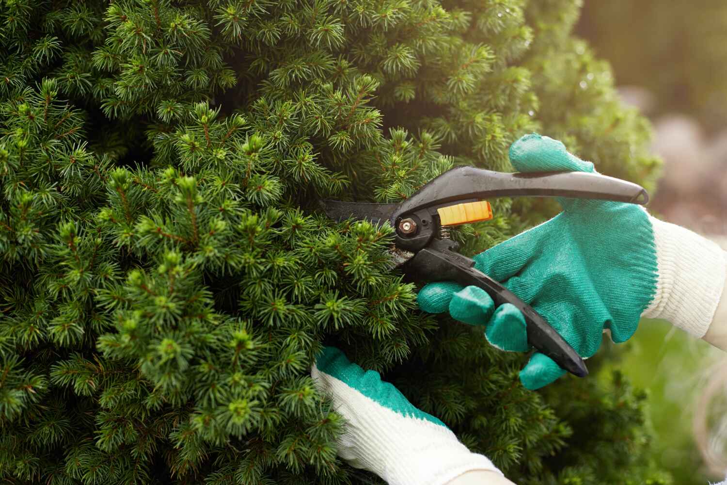 The Steps Involved in Our Tree Care Process in South San Francisco, CA